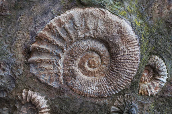 Fossili Ammonite Del Giurassico Contesto Archeologico Paleontologico — Foto Stock