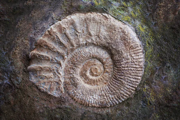 Grande Fossile Ammonite Era Geologica Archeologia Concetto Paleontologia — Foto Stock