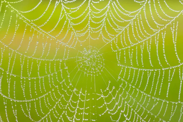Nahaufnahme Des Spinnennetzes Sonnigen Morgen Spinnweben Mit Tau Hintergrund — Stockfoto