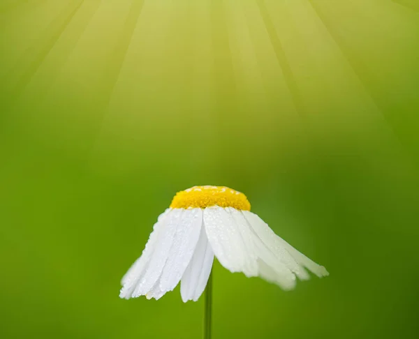 Fond Floral Avec Fleur Camomille Blanche Sur Fond Vert Abstrait — Photo
