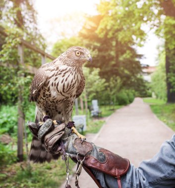 Şahin açık havada. İnsan eli Şahin kuş