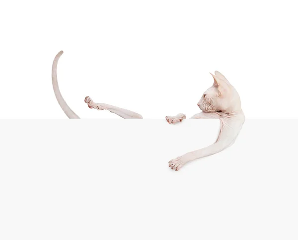 Kitty don sphynx. Gato sem pêlos com banner de papel isolado — Fotografia de Stock