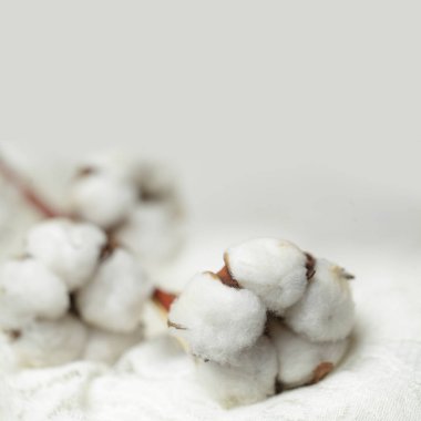 Kopya alanı ile tekstil bez arka planda beyaz pamuk çiçekler