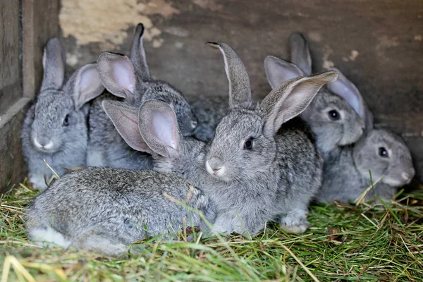 Gray rabbits on farm