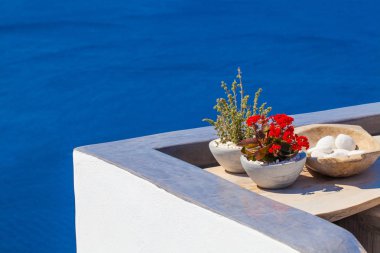 tencerede açık havada kırmızı çiçekler