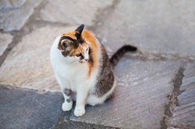 Gri kiremit üzerinde açık havada oturan kedi