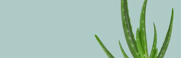 Aloe vera folhas no fundo bandeira azul — Fotografia de Stock