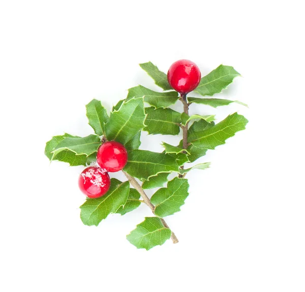 Ramo azevinho de Natal com frutos vermelhos e folhas verdes isoladas — Fotografia de Stock