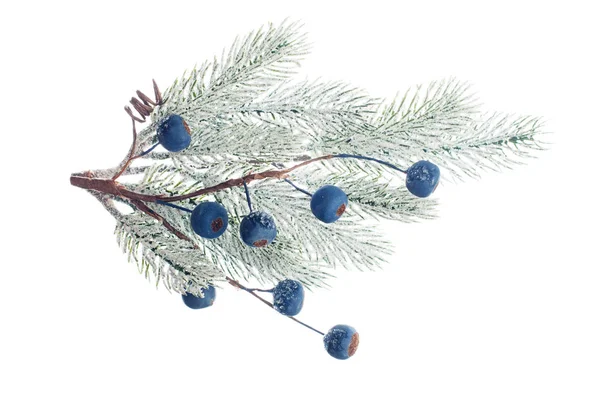 圣诞树分枝和蓝色浆果，白色背景隔离 — 图库照片