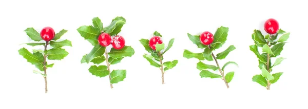 Karácsonyi készlet Természetes karácsonyi magyal ág piros bogyók — Stock Fotó