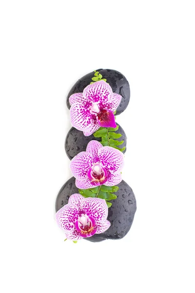 Orchid flower, green leaves and zen back stones isolated on white — Stock Photo, Image