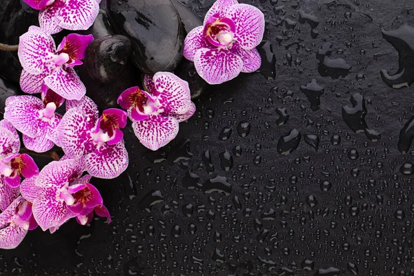Bellissimi fiori di orchidea rosa con pietre nere zen su nero — Foto Stock