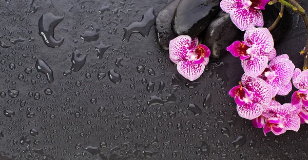 Flores de orquídeas e pedras zen molhadas pretas no fundo, vista superior — Fotografia de Stock