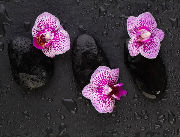 Güzel çiçekler orkideler ve siyah zen taşları, üst manzara. — Stok fotoğraf