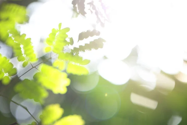 夏天的绿叶、阳光和防晒霜模糊了绿色的背景 — 图库照片