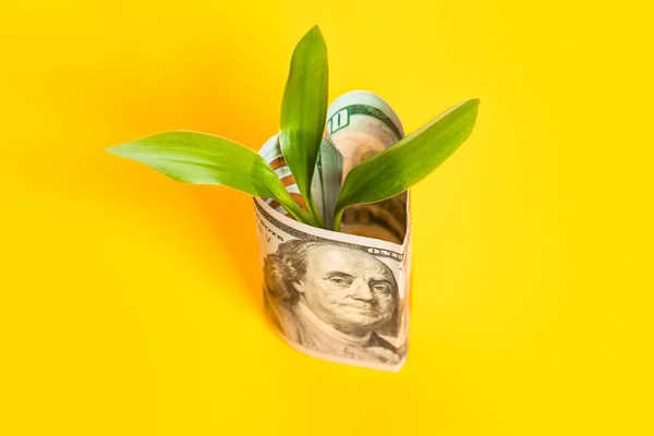 Banknot 100 Dolarów Rosnącą Zieloną Rośliną Żółtym Tle Koncepcja Zysku — Zdjęcie stockowe