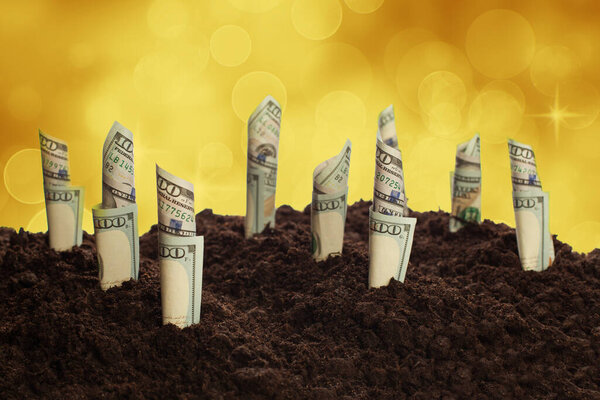 American US dollars growing up on abstract golden stars bokeh background. Profit, dividends, income and earnings concept