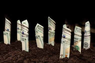 Sahada büyüyen nakit para, Amerikan doları.