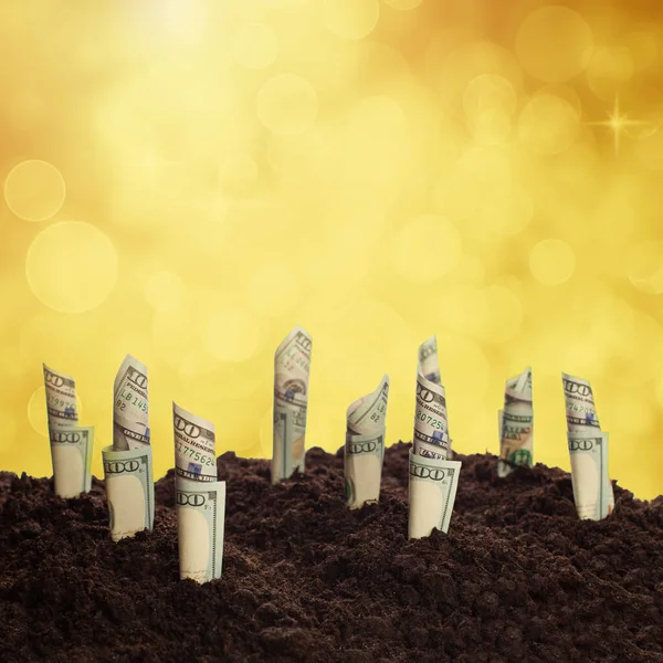 Pieniądze Dorastające Polu Tle Złotych Gwiazd Koncepcja Inwestycji Dywidend Bogactwa — Zdjęcie stockowe