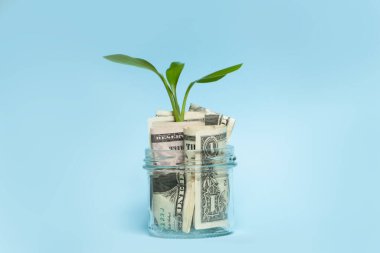 Cam kavanozda Amerikan doları ve mavi arka planda büyüyen bitki.