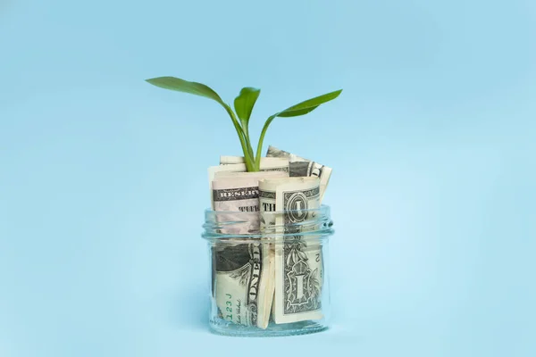Американские Доллары Стеклянной Банке Растущим Растением Синем Фоне — стоковое фото