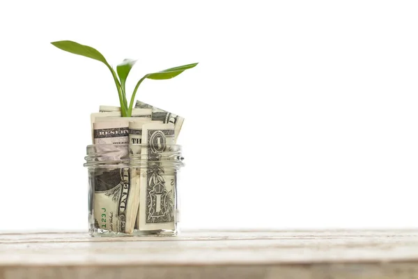 Dollari Americani Soldi Con Verde Crescere Pianta Isolata Sfondo Bianco — Foto Stock