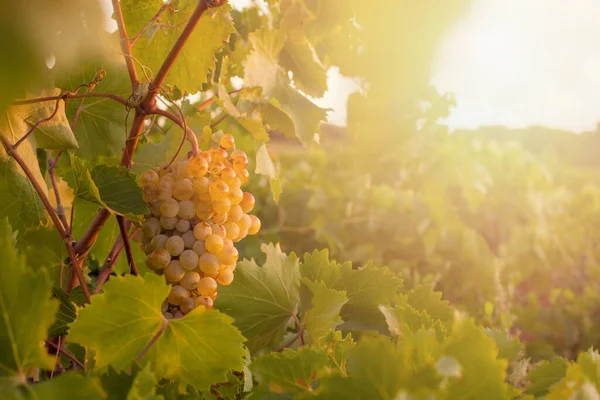 Grüne Trauben Weinreben Und Blätter Sonnenlicht — Stockfoto