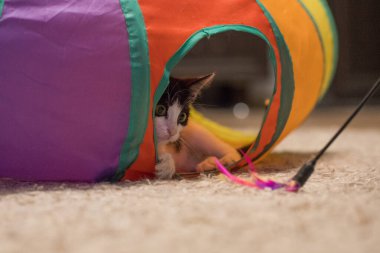 Sevimli kedi yavrusu renkli tüp içinde oturuyor ve evde tüy değneği oynuyor.