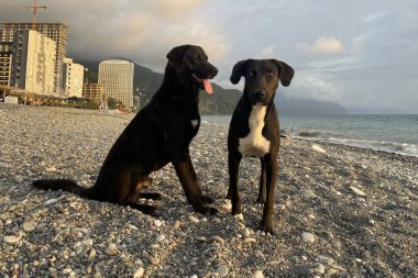 Kumsalda oturup portre yapan mutlu siyah köpekler.