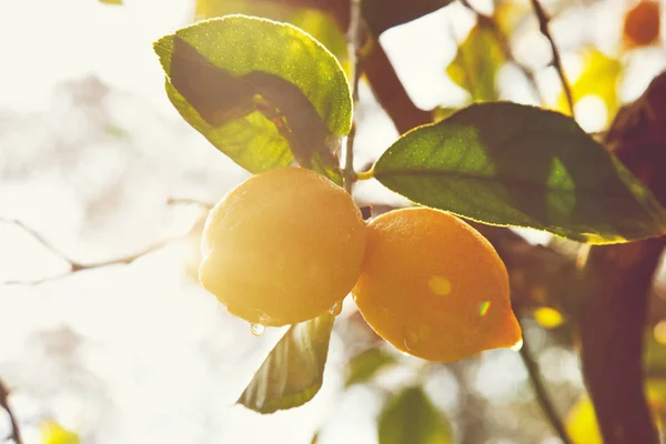 挂在树上的成熟柠檬特写 — 图库照片