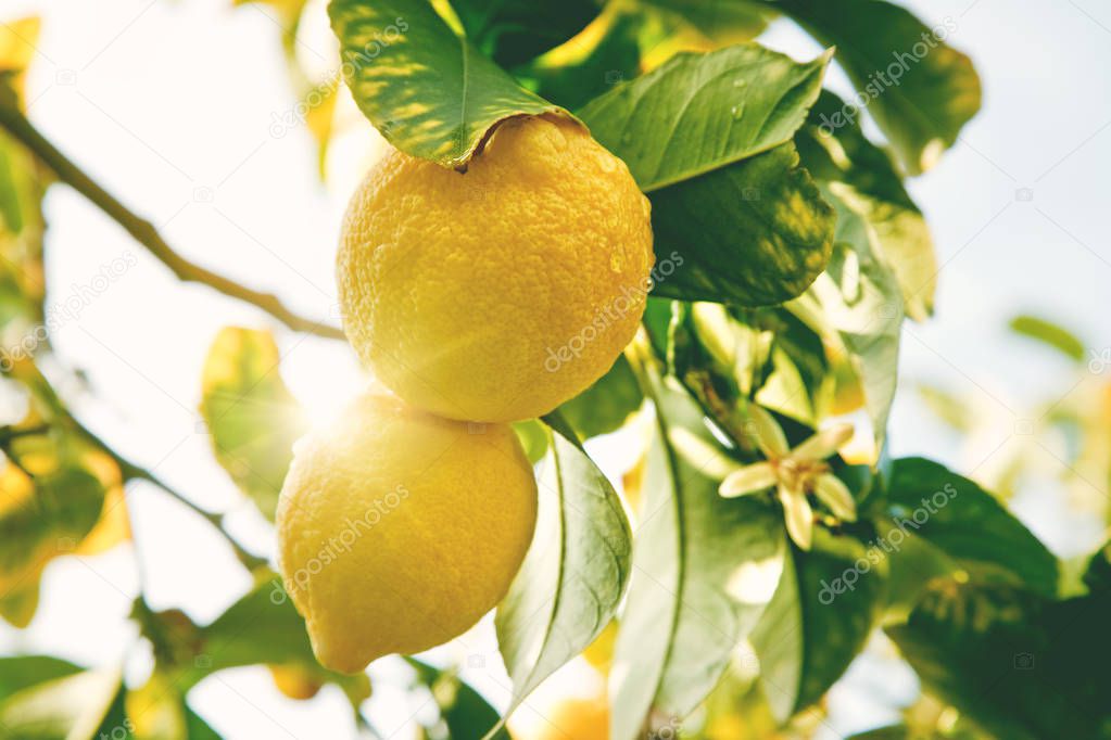 Closeup of ripe lemons hanging on tree.