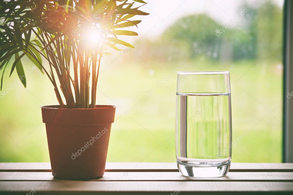 Glass of pure natural water and green flower in pot on natural morning background