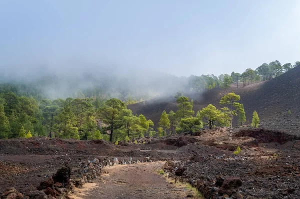 Teide nationalpark svart sand på Chinyero. — Stockfoto