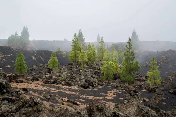 Fält av svart sand på Teide nationalpark. Chinyero vulkan. — Stockfoto