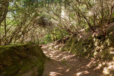 Bakir bir orman Anaga yolu, Tenerife Adası
