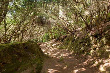 Virgin forest Anaga path, Tenerife island clipart