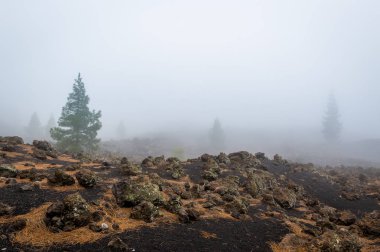 Teide Yanardağı çöl, yalnız ağaçlar