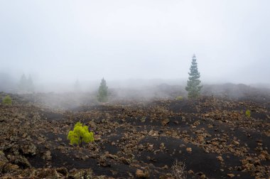 Siyah volkan bölgesine. Chinyero, Tenerife Adası.