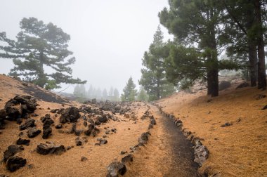Chinyero volkan Teide Milli Park, güzel yürüyüş yolu.