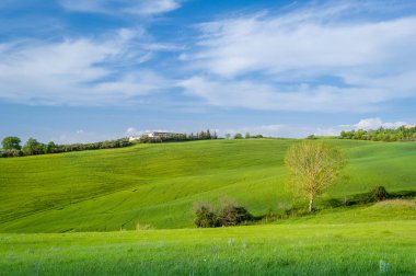 Yalnız ağaç Toscano il alanlarındaki, İtalya
