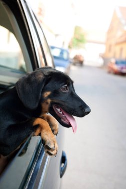 Genç köpek arabada oturur