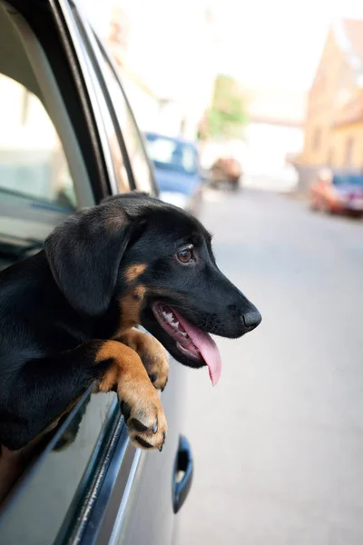 Młody Pies Siedzi Samochodzie Zdjęcie Stockowe