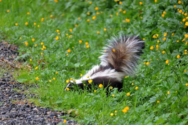 Profiel Bekijken Van Een Volwassen Skunk Voeden Met Gras Klaver — Stockfoto