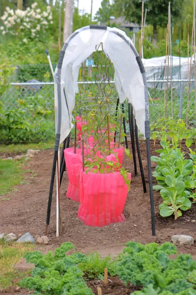 Ein Einfacher Kunststoffüberhang Der Gartenpflanzen Vor Übermäßiger Feuchtigkeit Schützt — Stockfoto
