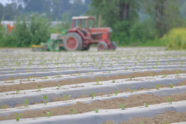 Nombreuses Rangées Maïs Qui Viennent Être Plantées Par Une Machine — Photo