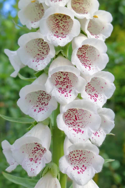 Close Vertical Look Cluster Beautiful White Foxgloves Growing Outdoor Garden — Stock Photo, Image
