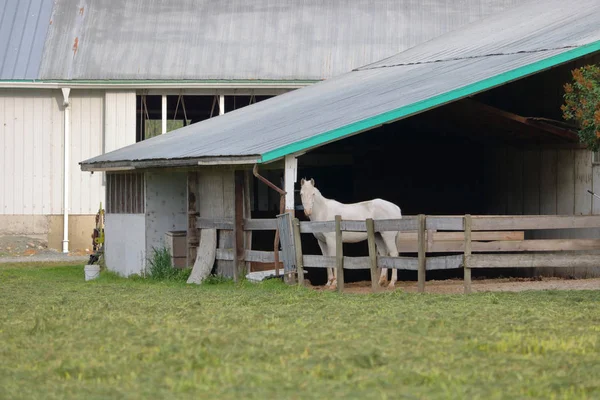 単一の白い雌馬に立つ大 田園農場の建物の一部である農村の安定 — ストック写真