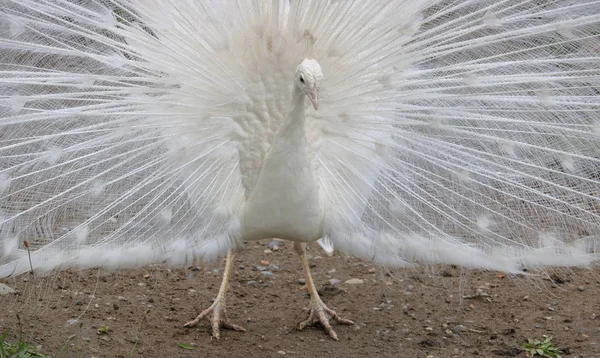 交尾中の羽毛の複雑なファンを表示する純粋な白 オスの孔雀の近くに 詳細ビュー — ストック写真