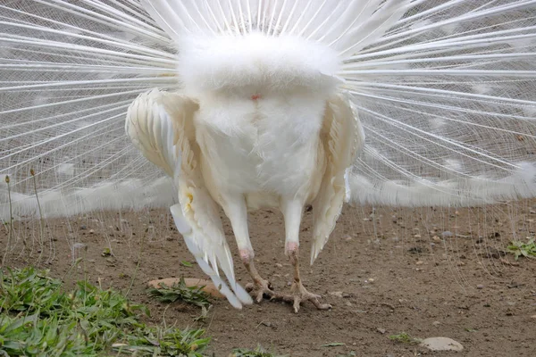 Perto Visão Detalhada Parte Trás Branco Puro Cloaca Pavão Masculino — Fotografia de Stock