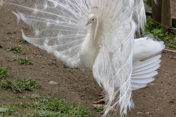 純粋な白雄孔雀の縦断ビューを閉じて立ってその羽が繁殖期に広げた — ストック写真